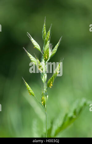 Weiche Schach, Soft-Brome (Kohlrübe hordeaceus), blühende Ährchen, Deutschland Stockfoto