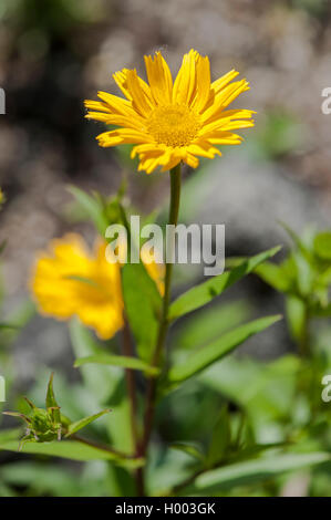 Gelben Ochsen-Auge (Buphthalmum Salicifolium), blühen, Deutschland Stockfoto