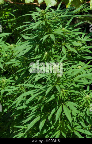 Indischer Hanf, Marihuana, mary jane (Cannabis sativa var. Indica, Cannabis indica), hempplant Stockfoto