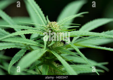 Indischer Hanf, Marihuana, mary jane (Cannabis sativa var. Indica, Cannabis indica), hempplant Stockfoto