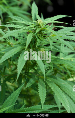 Indischer Hanf, Marihuana, mary jane (Cannabis sativa var. Indica, Cannabis indica), hempplant Stockfoto
