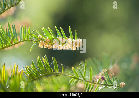 Chinesische Pflaume - Eibe (akebia Undulata), männliche Blüten Stockfoto