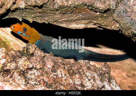 Yellow-headed Gecko (Gonatodes albogularis), männlich, Costa Rica Stockfoto