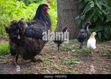 Cochin Gefluegel, Cochin Cochin Huhn (Gallus gallus f. domestica), Henne mit Küken, Deutschland Stockfoto