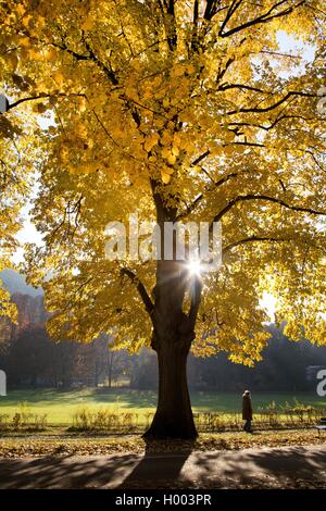 Linden, Linden, Linde (Tilia spec.), Sonne hinter einer Linde im Herbst, Deutschland Stockfoto