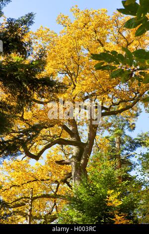 Gemeinsame Eiche, Pedunculate oak, Englischer Eiche (Quercus robur), in gemischten Wald im Herbst, Deutschland, Baden-Württemberg Stockfoto