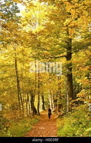 Gemeinsame Buche (Fagus sylvatica), Walker im Herbst Wald, Deutschland, Baden-Württemberg Stockfoto