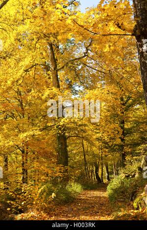 Gemeinsame Buche (Fagus sylvatica), Pfad durch einen Wald, Deutschland, Baden-Württemberg Stockfoto