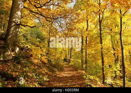 Gemeinsame Buche (Fagus sylvatica), Pfad durch einen Wald, Deutschland, Baden-Württemberg Stockfoto