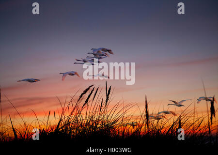 Höckerschwan (Cygnus olor), fliegende Herde, Deutschland Stockfoto