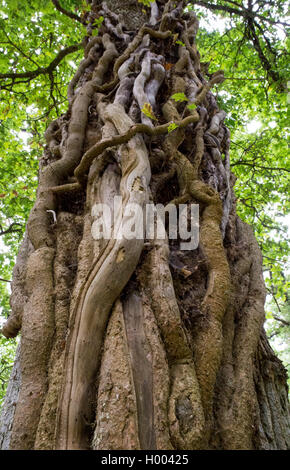 Großer reifer gedrehter Efeu klettert und klammert sich am Stamm eines Baumes fest Stockfoto