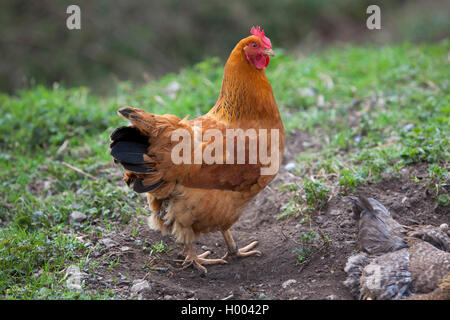 New Hampshire Gefluegel (Gallus gallus f. domestica), stehen im Garten, Seitenansicht, Deutschland Stockfoto