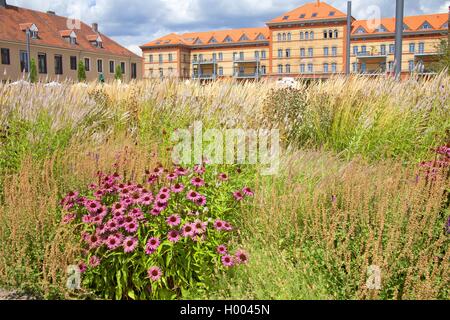 Purple Cone Flower, Ost lila - coneflower, Lila-coneflower (Echinacea purpurea, Rudbeckia purpurea, Brauneria purpurea), Blumenbeet am Gesundheitspark (Gartenbau) 2015 in Landau, Deutschland, Rheinland-Pfalz, Landau Stockfoto