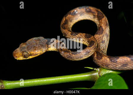 Northern cat-eyed snake (Leptodeira septentrionalis), Winden auf den Zweig, Costa Rica Stockfoto