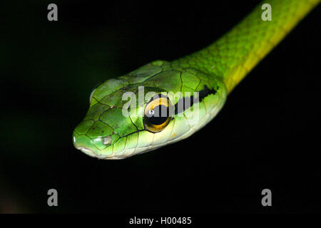 Green Parrot Schlange (Leptophis ahaetulla), Porträt, Costa Rica Stockfoto