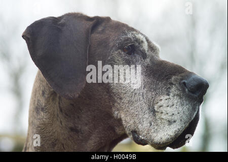 Profil und Nahaufnahme von Dogge Kopf Stockfoto
