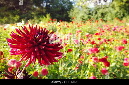 Schöne rote Dahlie Kaktusblüte auf bebauten Gebiet mit verschwommenen Blumen im Hintergrund Stockfoto