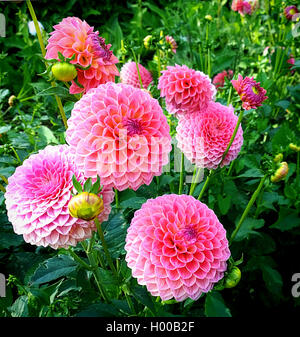 Rosa Dahlien Feld im Sommer Blume Anbau Stockfoto