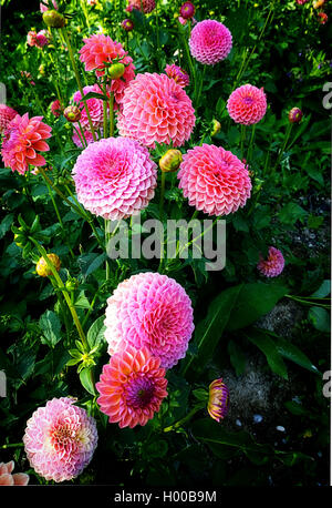 Rosa Dahlien Feld im Sommer Blume Anbau Stockfoto