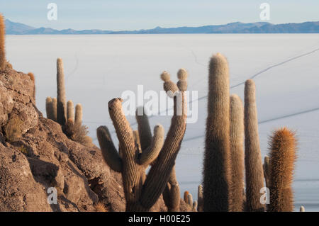 Sonnenaufgang über der Salar de Uyuni zur Isla Incahuasi, Südwesten Boliviens Stockfoto