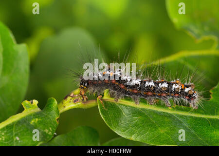 Gelb-Tail, Gold-Tail (Euproctis Similis, Porthesia Similis, Sphrageidus Similis), Raupe auf einem Blatt, Deutschland Stockfoto