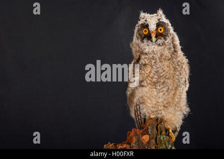 Waldohreule (Asio otus), Junge, Deutschland Stockfoto
