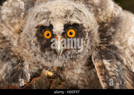 Waldohreule (Asio otus), Junge, Deutschland Stockfoto