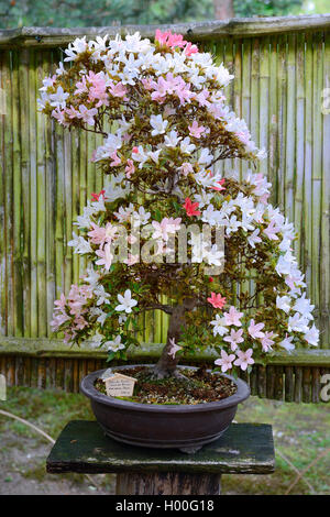 Azalea Rhododendron (Rhododendron Indicum), Bonsai Baum Stockfoto