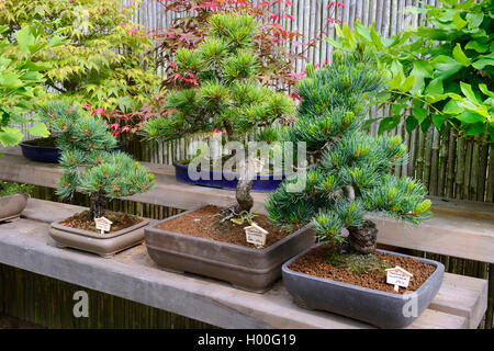 Japanische White Pine (Pinus parviflora Pinus Pentaphylla), Bonsai Baum Stockfoto