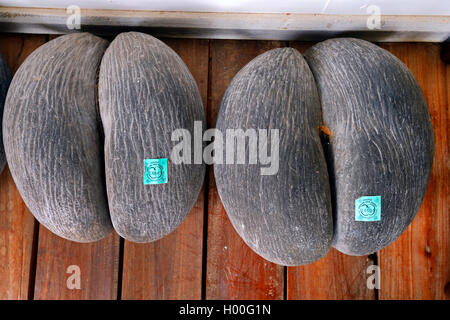 Coco de Mer, doppel Kokosöl (Lodoicea maldivica), lizenzierte Früchte der Coco de Mer, Seychellen, Mahe Stockfoto