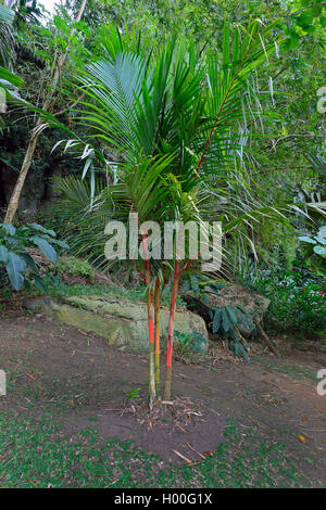 Roten Siegellack Palme, Lippenstift Palm (Cyrtostachys renda), Seychellen, Mahe Stockfoto