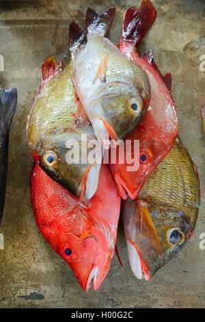 Frische Fische zum Verkauf am Sir Selwyn Selwyn-Clarke Fischmarkt in Vicoria, Seychellen, Mahe Stockfoto