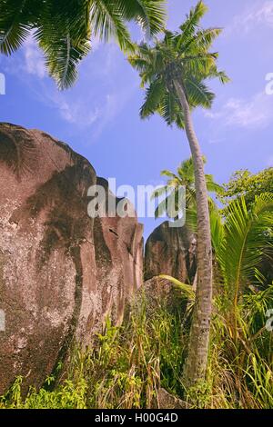 Palmen und Granit Felsen am Traumstrand Source d'Argent, Seychellen, La Digue Stockfoto