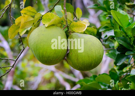 Pomelo, Chinesisch Grapefruit, Pampelmuse, Lusho pommelo, Obst, jabong, shaddock (Citrus Grandis, Citrus maxima), Pomelos auf einem Baum, Seychellen Stockfoto