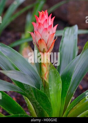 Osyana osyana GUZMANIA (Guzmania), Blütenstand, Ecuador, Brandenburg, Berlin Stockfoto