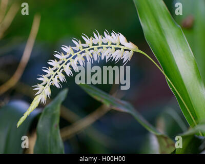 Dendrochilum Husk-Like (Dendrochilum glumaceum), Blütenstand Stockfoto