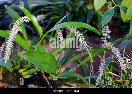 Dendrochilum Husk-Like (Dendrochilum glumaceum), blühende Stockfoto