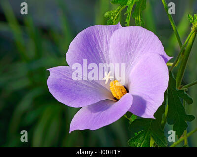 Blauer Hibiskus (Alyogyne huegelii), Blume, Bundesrepublik Deutschland Stockfoto