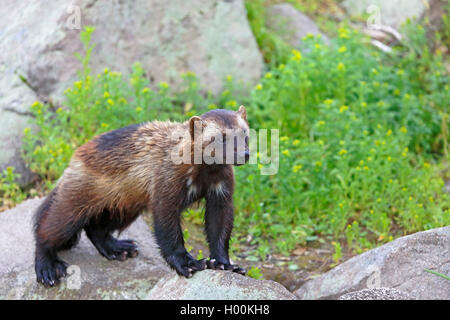 Der vielfraß (Gulo Gulo), auf einem Felsen, Finnland, Lappland Stockfoto