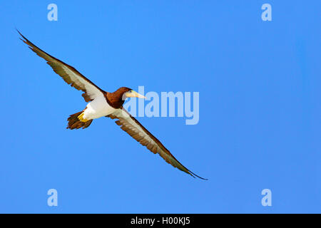 Brown booby (Sula leucogaster), Fliegen, Kap Verde, Boa Vista Stockfoto