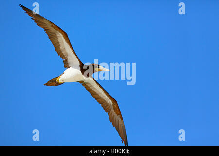 Brown booby (Sula leucogaster), Fliegen, Kap Verde, Boa Vista Stockfoto