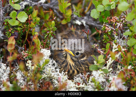 Wiesenpieper (Anthus pratensis), juvenile Vogel im Nest flügge, Norrkoping, Schweden Stockfoto