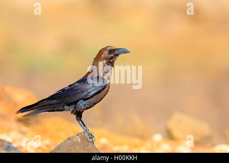 Braun-necked Rabe (Corvus ruficollis), steht auf einem Stein, Kap Verde, Boa Vista Stockfoto