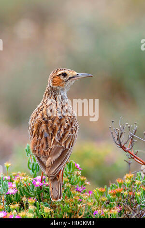 Spike - verfolgte Lerche (Chersomanes albofasciata), steht auf einer Pflanze, Südafrika, Eastern Cape, Camdeboo National Park Stockfoto