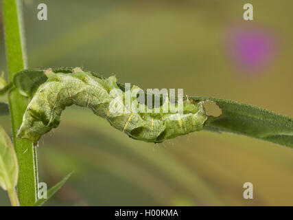 Dot (Melanchra persicariae Falter, Polia persicariae, Mamestra persicariae), Caterpillar, Deutschland Stockfoto