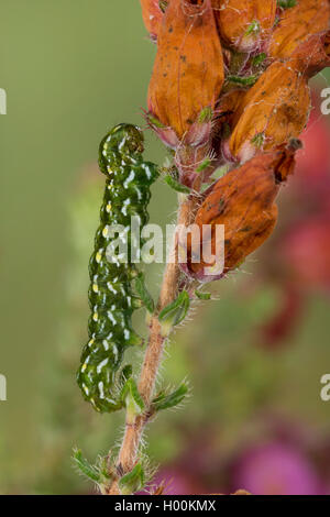 Schöne gelbe Underwing (Anarta myrtilli, Phalaena myrtilli, Phalaena ericae, Anarta rufescens), Caterpillar, Deutschland Stockfoto