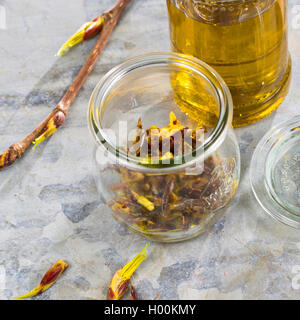 Balsam Pappel (Populus spec.), Pappel Knospen in Olivenöl, Deutschland Stockfoto