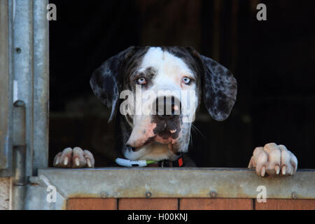 Dogge (Canis lupus f. familiaris), einem Horsebox, Deutschland Stockfoto
