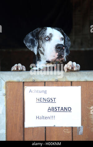 Dogge (Canis lupus f. familiaris), einem Horsebox, Deutschland Stockfoto
