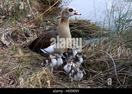 Nilgans (Alopochen aegyptiacus), mit Gans Küken auf der Uferpromenade, Deutschland Stockfoto